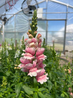 Snapdragon - Bridal Pink