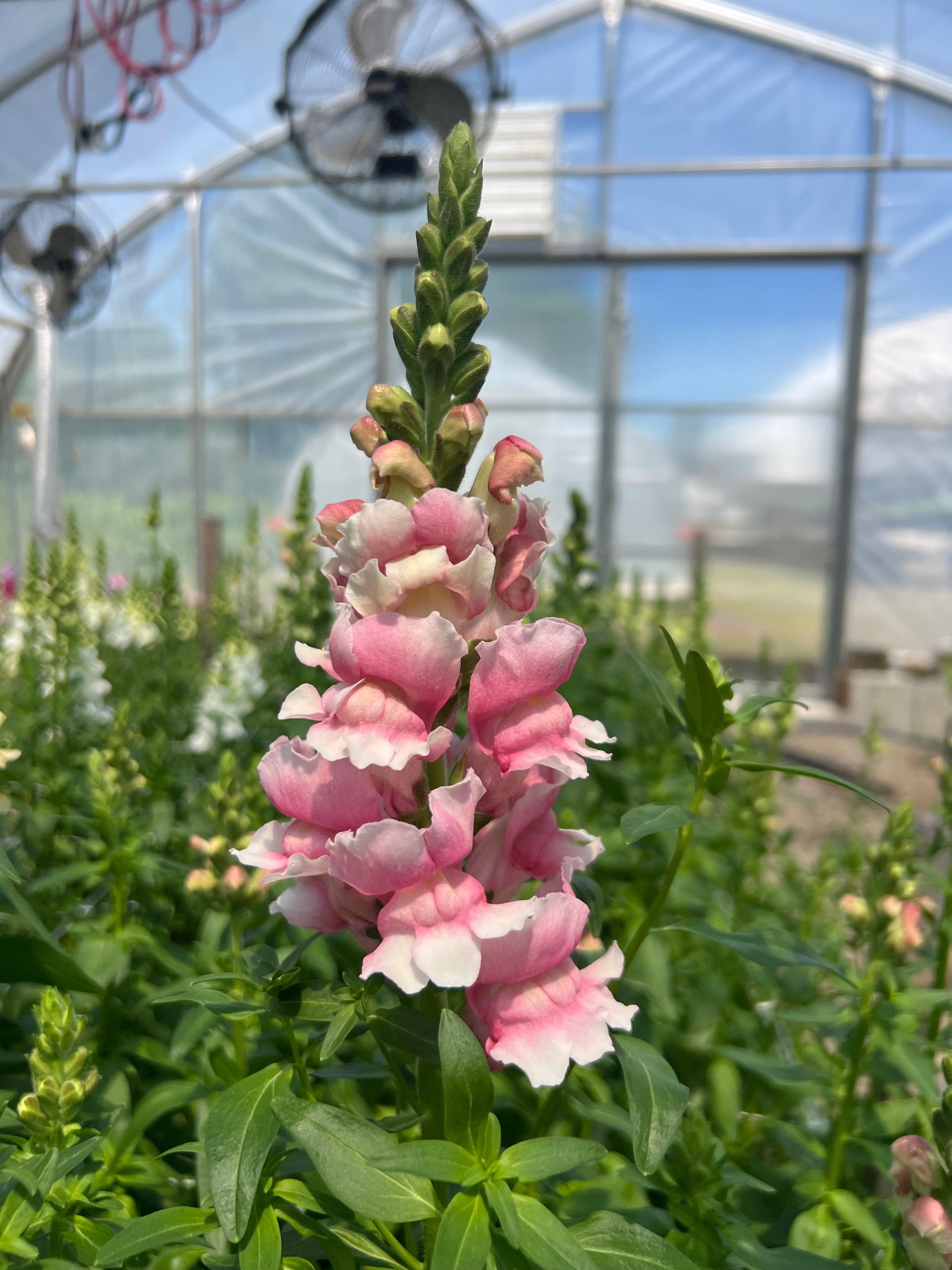 Snapdragon - Bridal Pink