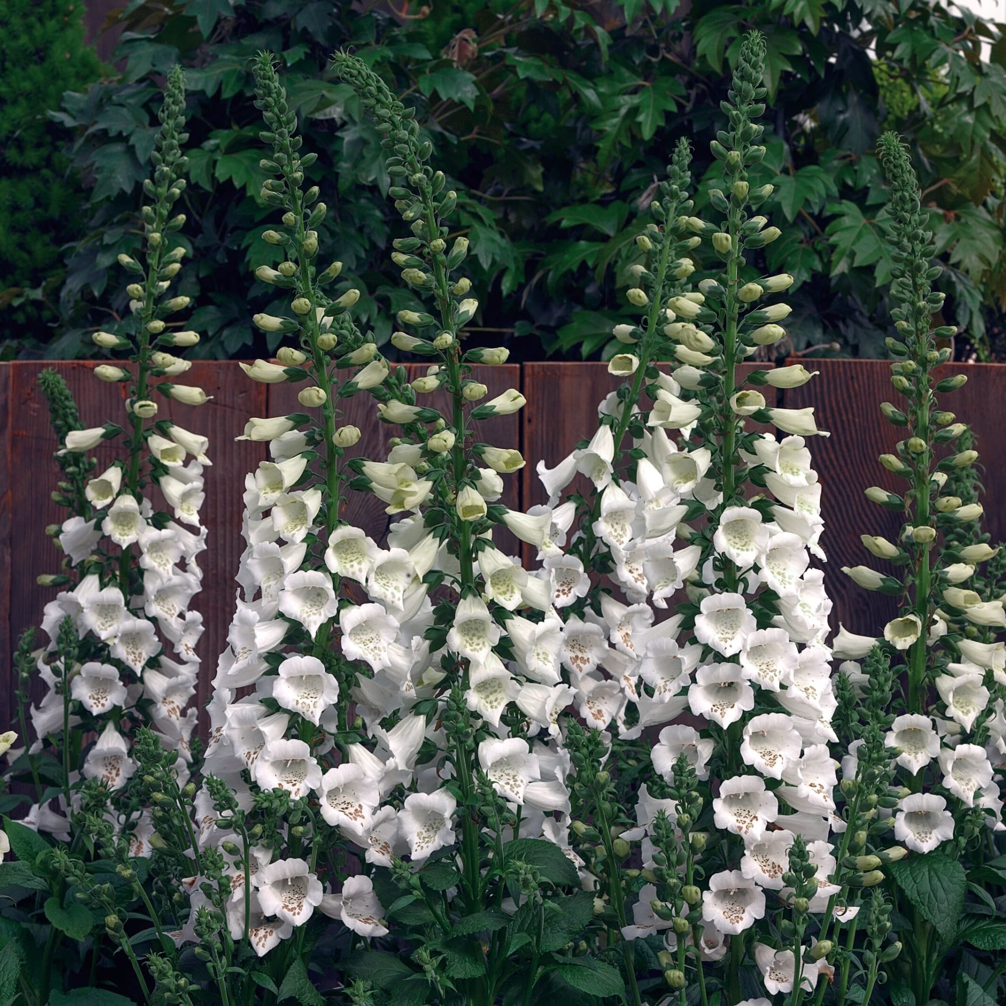Foxglove - Camelot White
