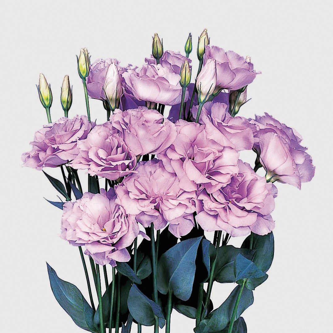 Lisianthus - Echo Lavender