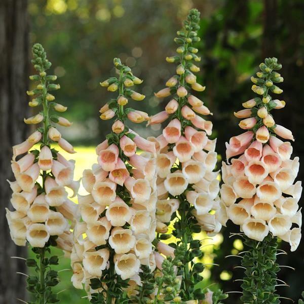 Foxglove - Dalmation Peach