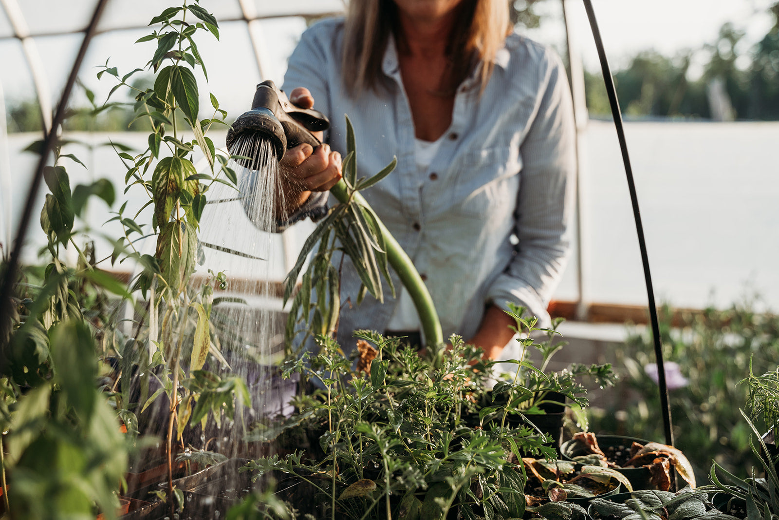 AG Flower Seeds | Owner, Amy, watering plants in her greenhouse