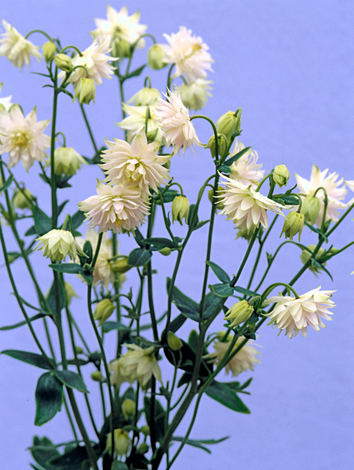 Columbine - White Barlow