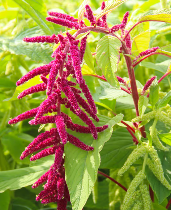 Amaranthus - Red Hanging