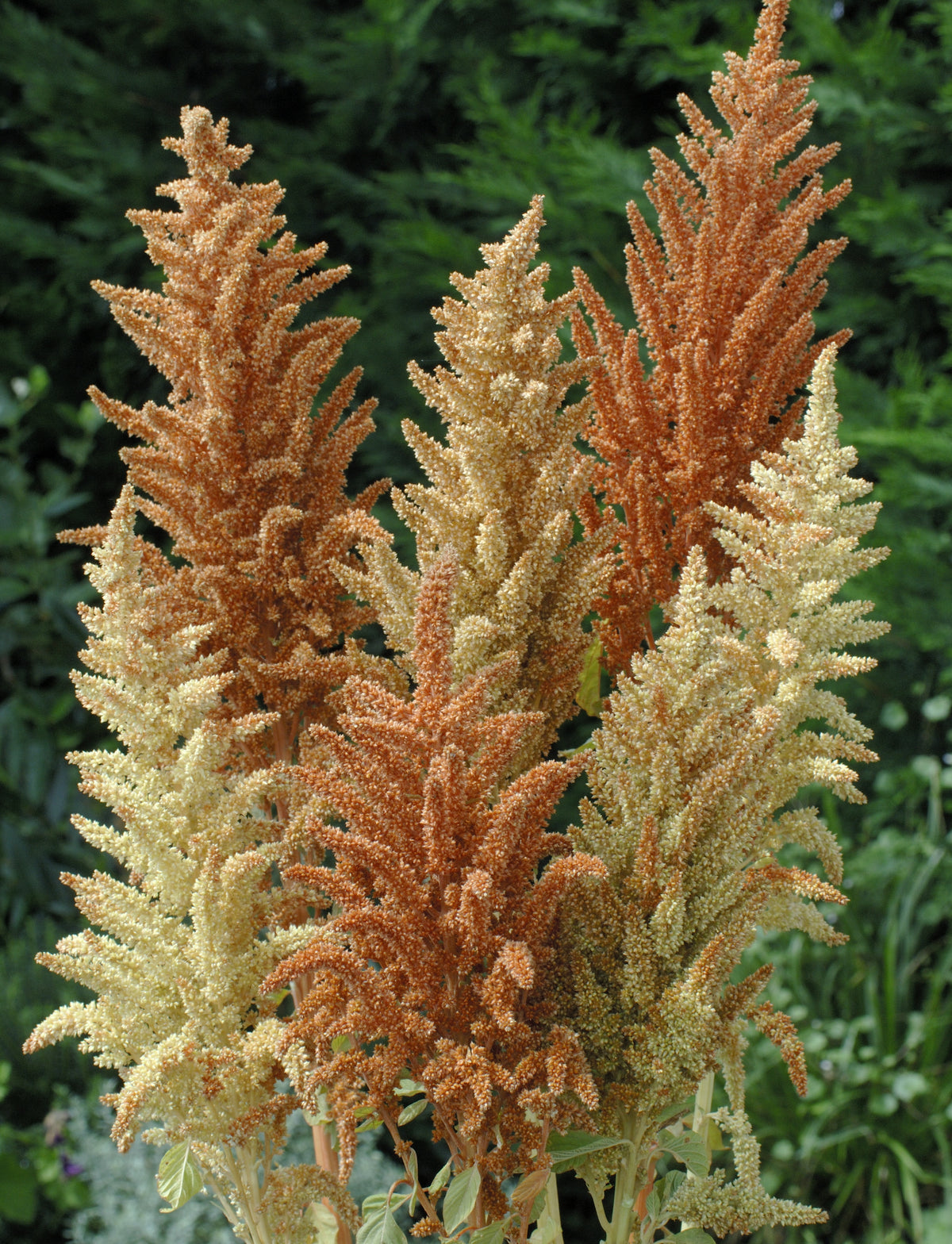 Amaranthus - Autumn's Palette