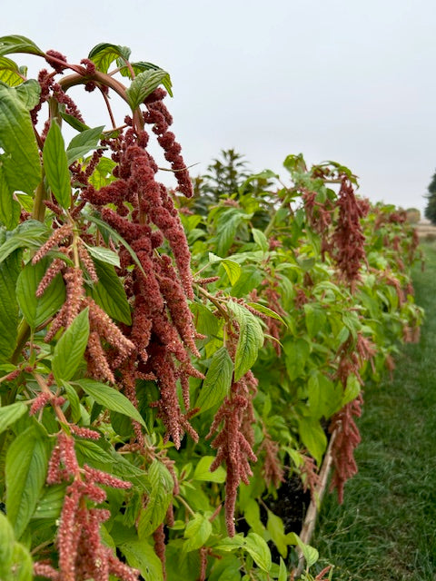 Amaranthus - Coral Fountain