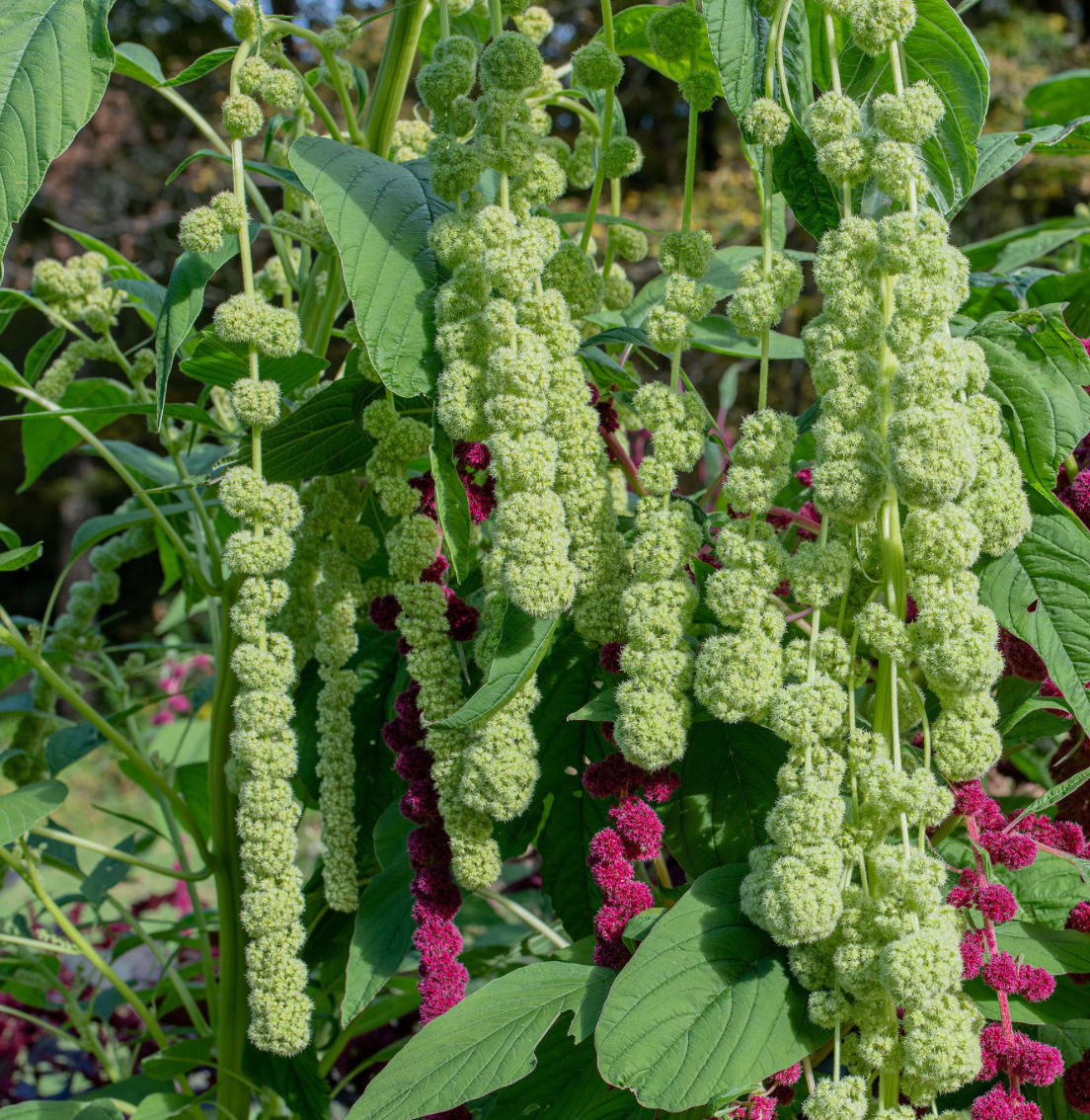 Amaranthus - Green Pearls