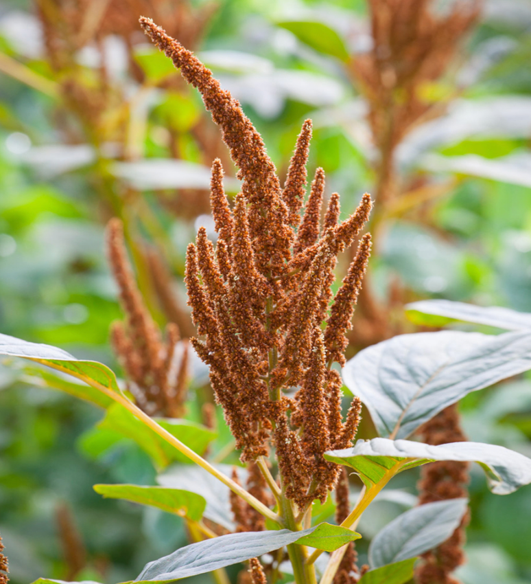 Amaranthus - Hot Biscuits