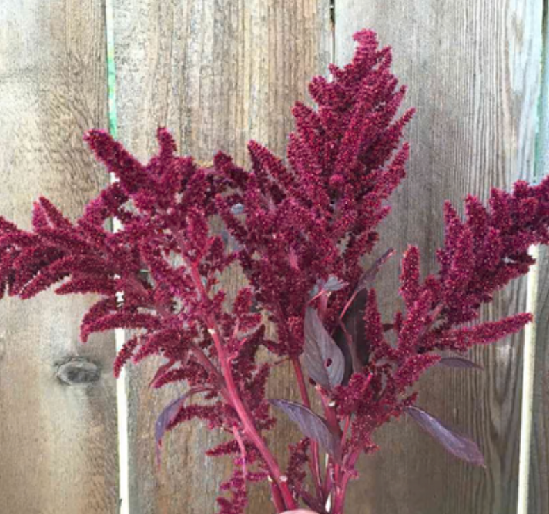 Amaranthus - Velvet Curtains