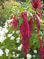 Amaranthus - Red Hanging
