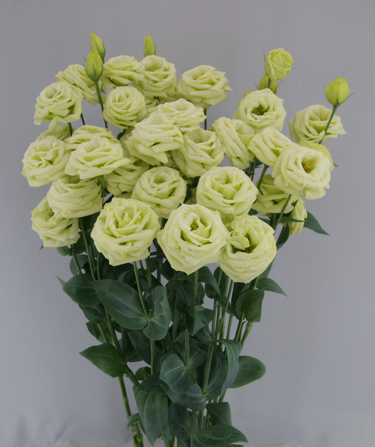 Lisianthus - Arosa II Green