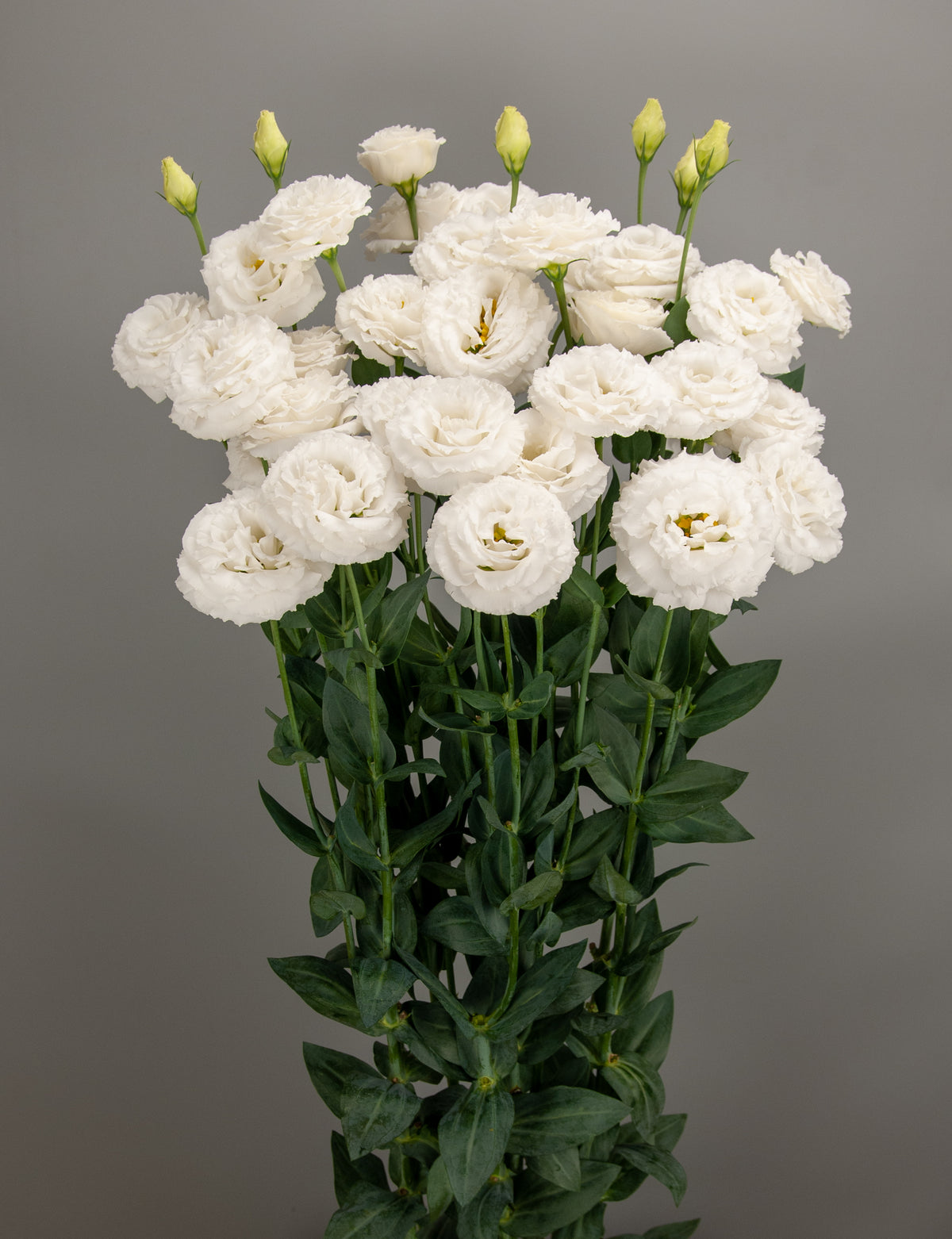 Lisianthus - Arosa II Pure White