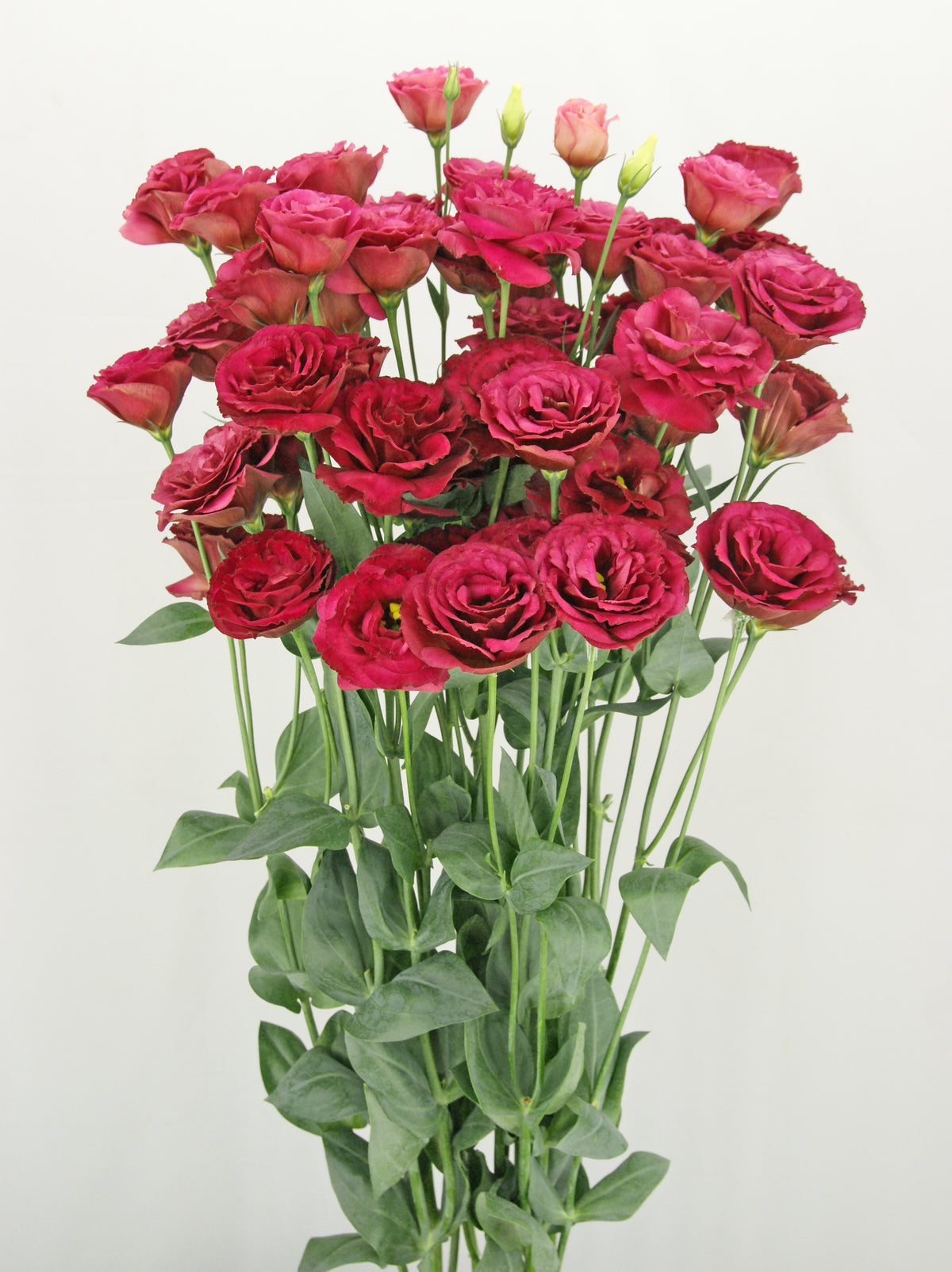 Lisianthus - Arosa III Red