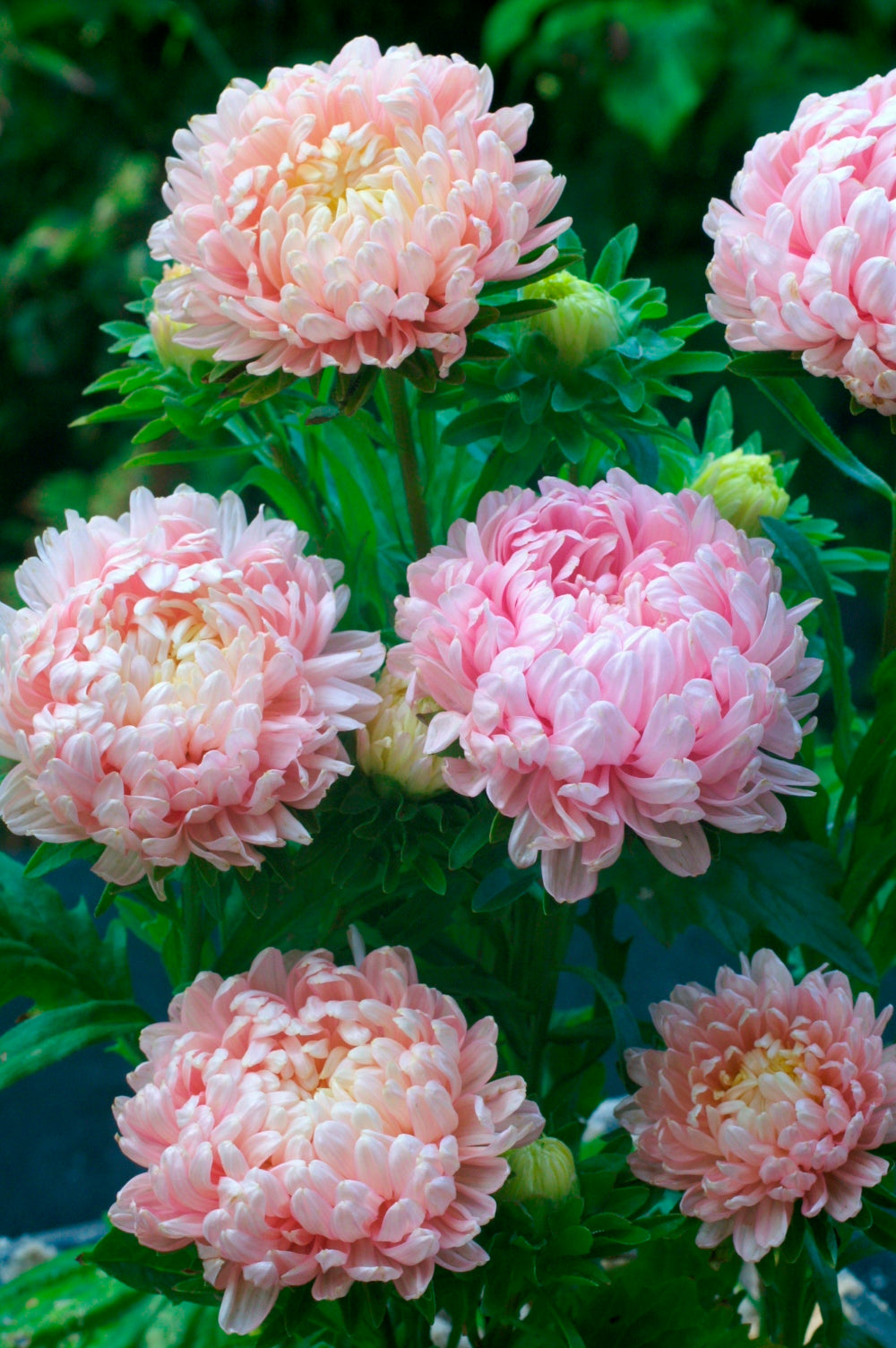 Aster - Duchesse Apricot