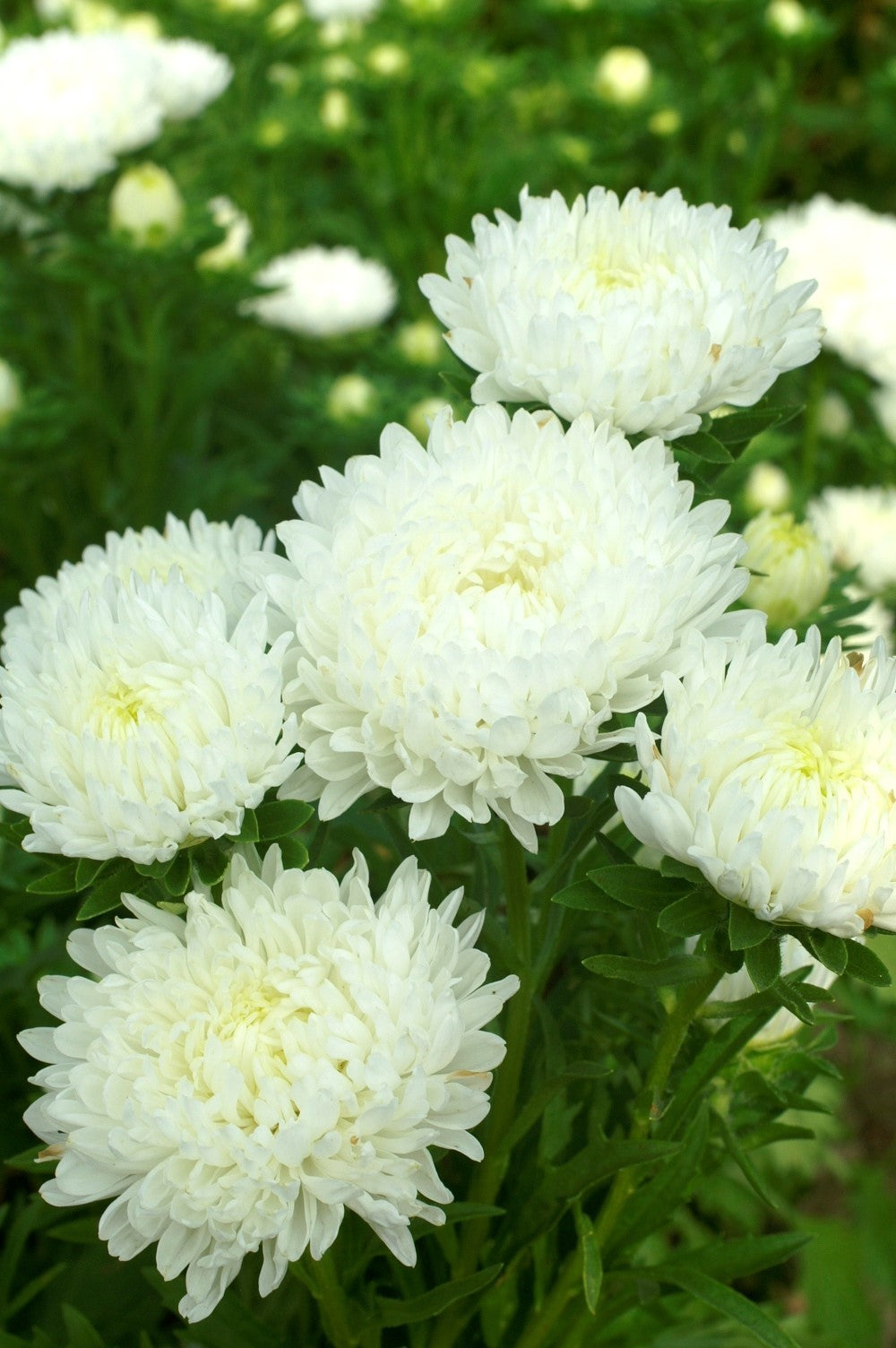 Aster - Duchesse White