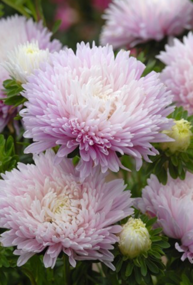 Aster - King Size Appleblossom
