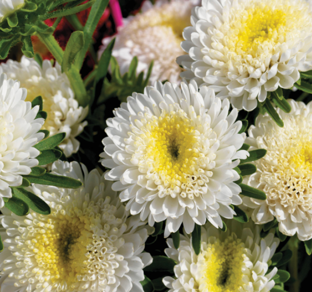 Aster - Matsumoto White