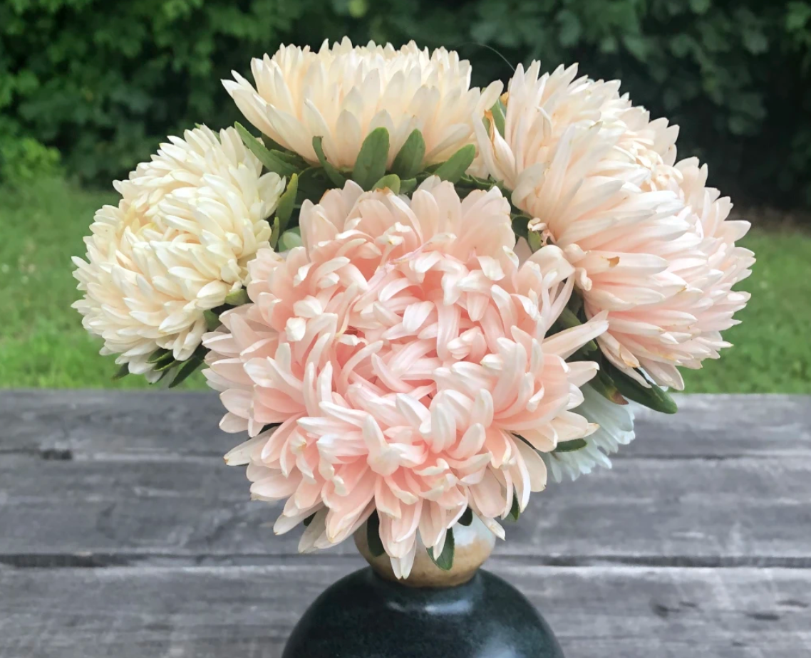 Aster - Tower Chamois