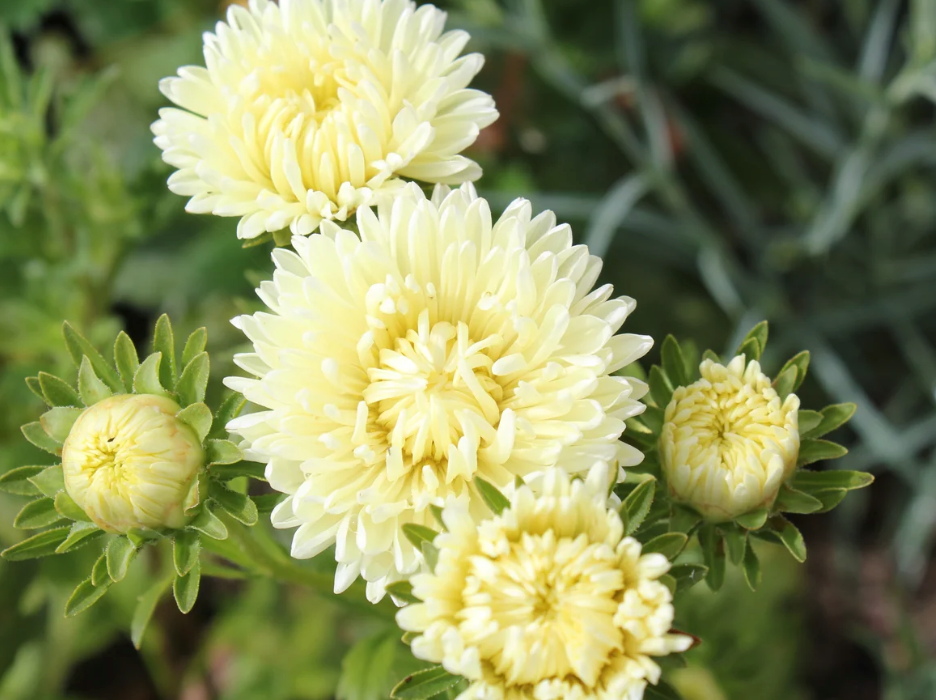 Aster - Tower Yellow