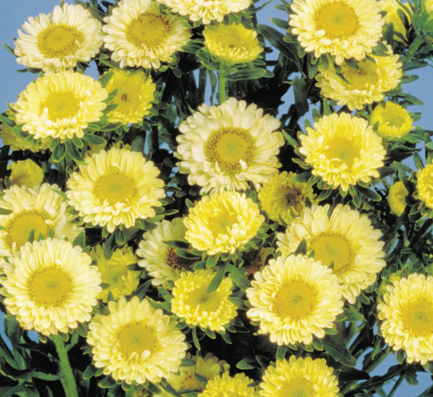 Aster - Matsumoto Yellow