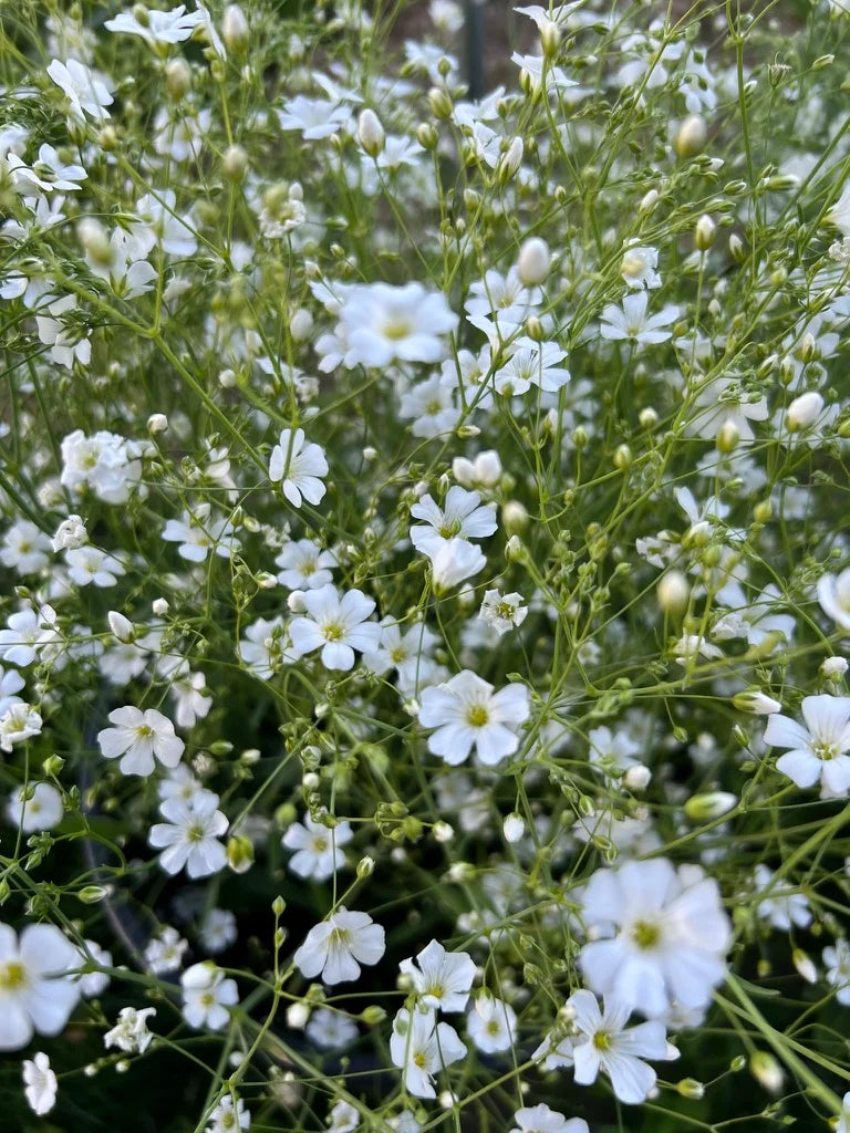 Baby's Breath - Covent Garden Market