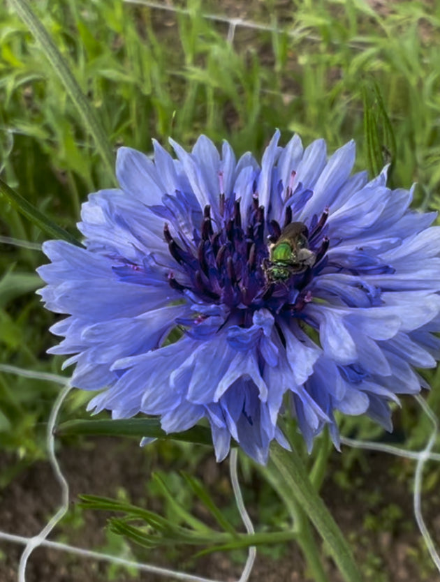 Bachelor's Buttons - Blue Diadem