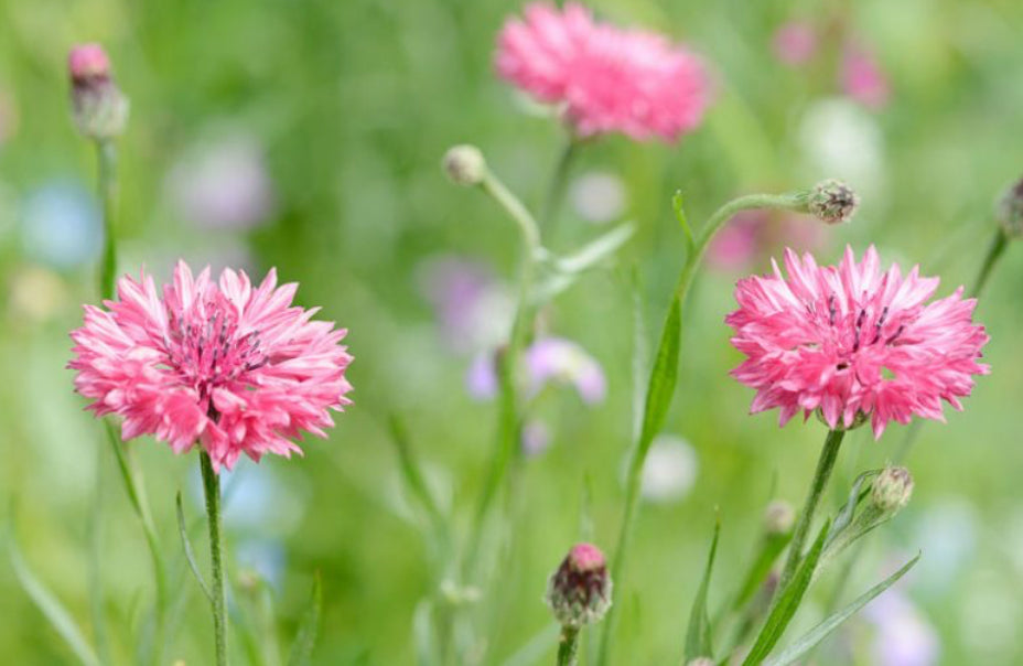 Bachelor's Buttons - Pink Boy