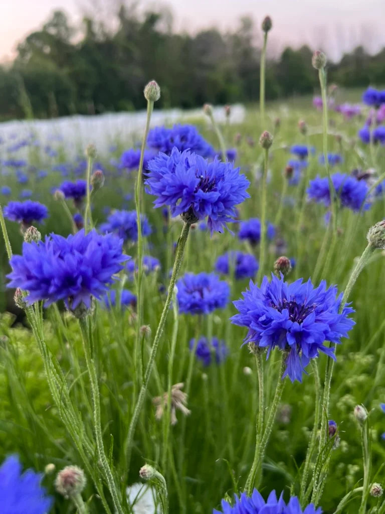 Bachelor's Buttons - Blue Boy