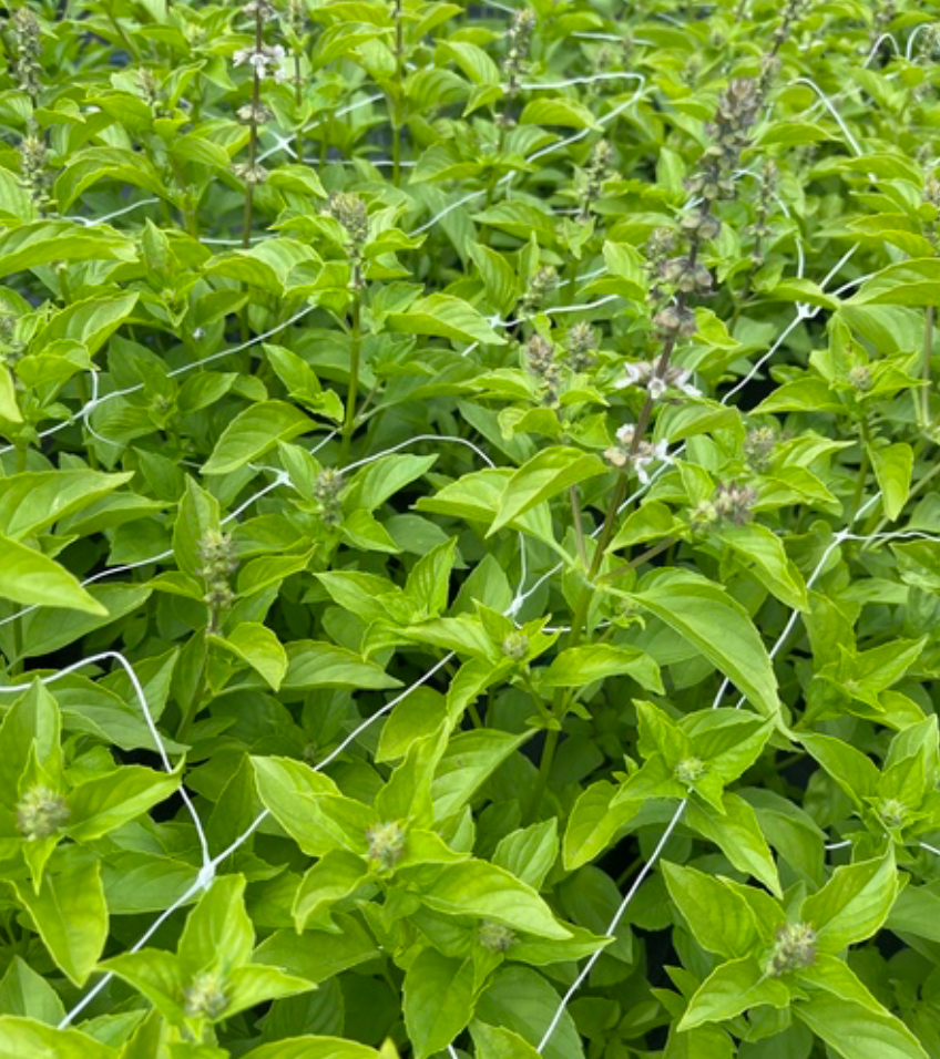 Basil - Mrs. Burns Lemon