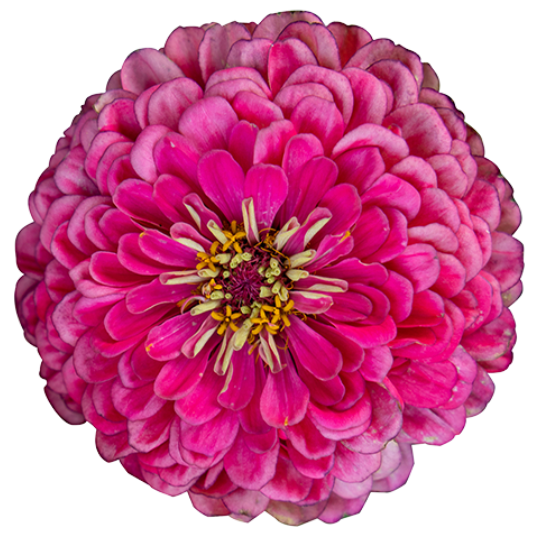 Zinnia - Benary's Giant Carmine