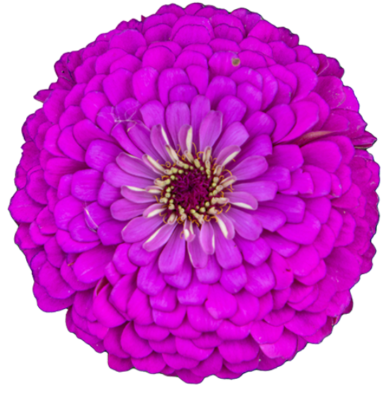 Zinnia - Benary's Giant Lilac