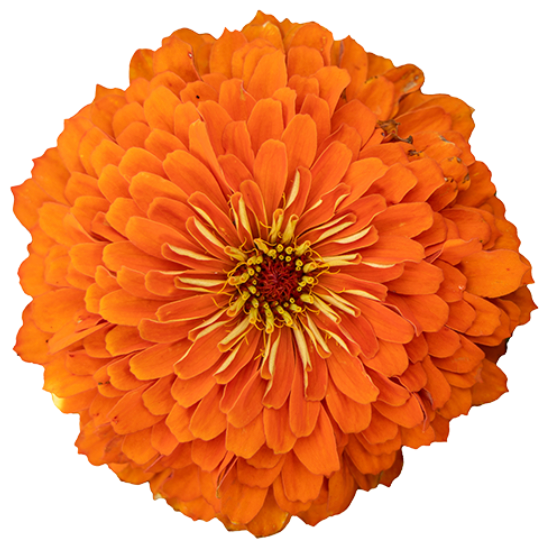 Zinnia - Benary's Giant Orange