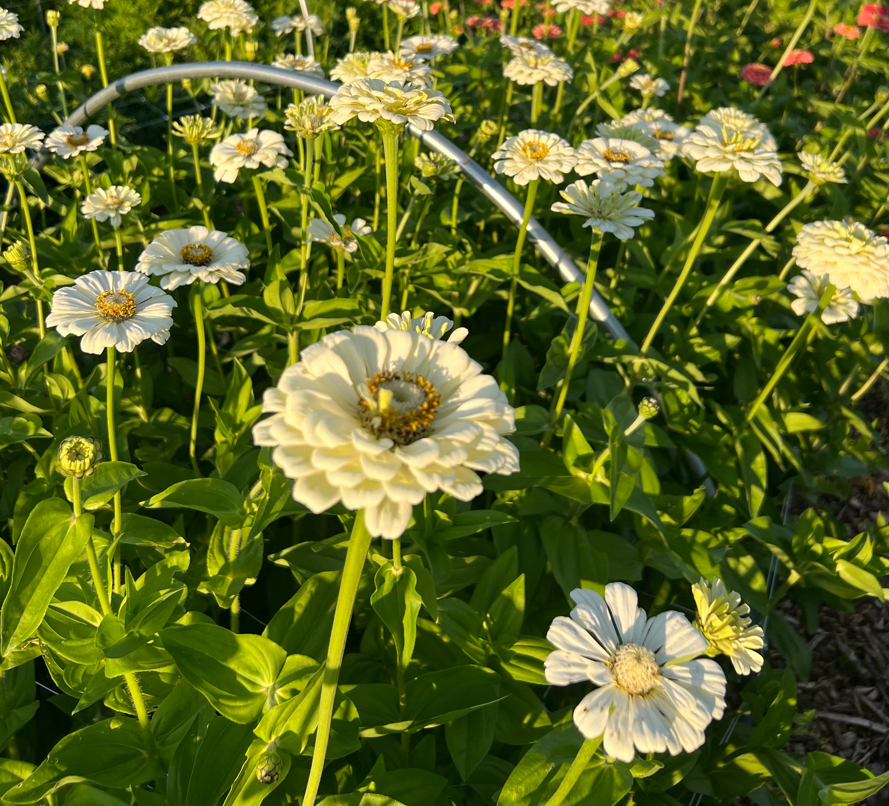 Zinnia - Benary's Giant White