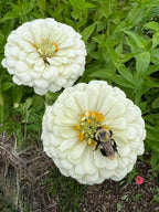 Zinnia - Benary's Giant White