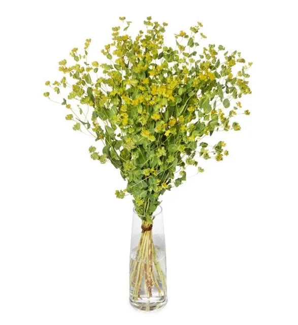 Bupleurum - Griffithi