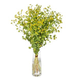 Bupleurum - Griffithi