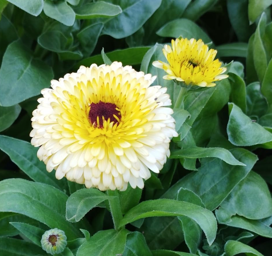 Calendula - Pacific Beauty Cream