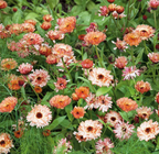 Calendula - Touch of Red Buff