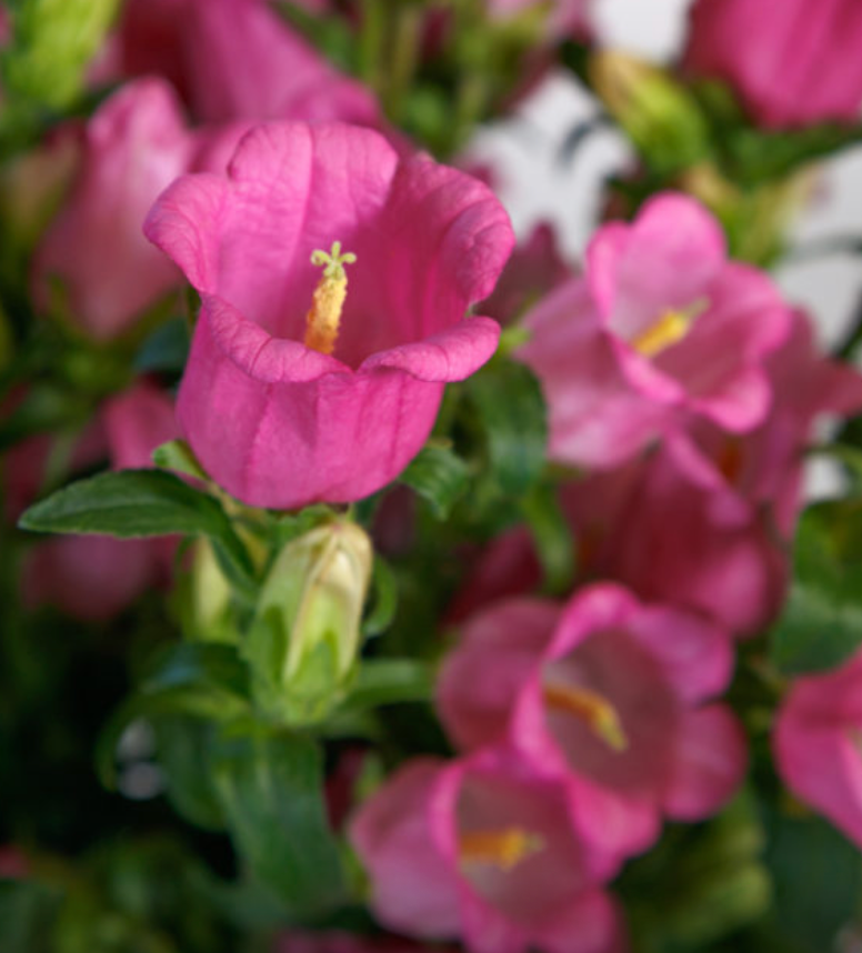 Campanula - Champion II Rose
