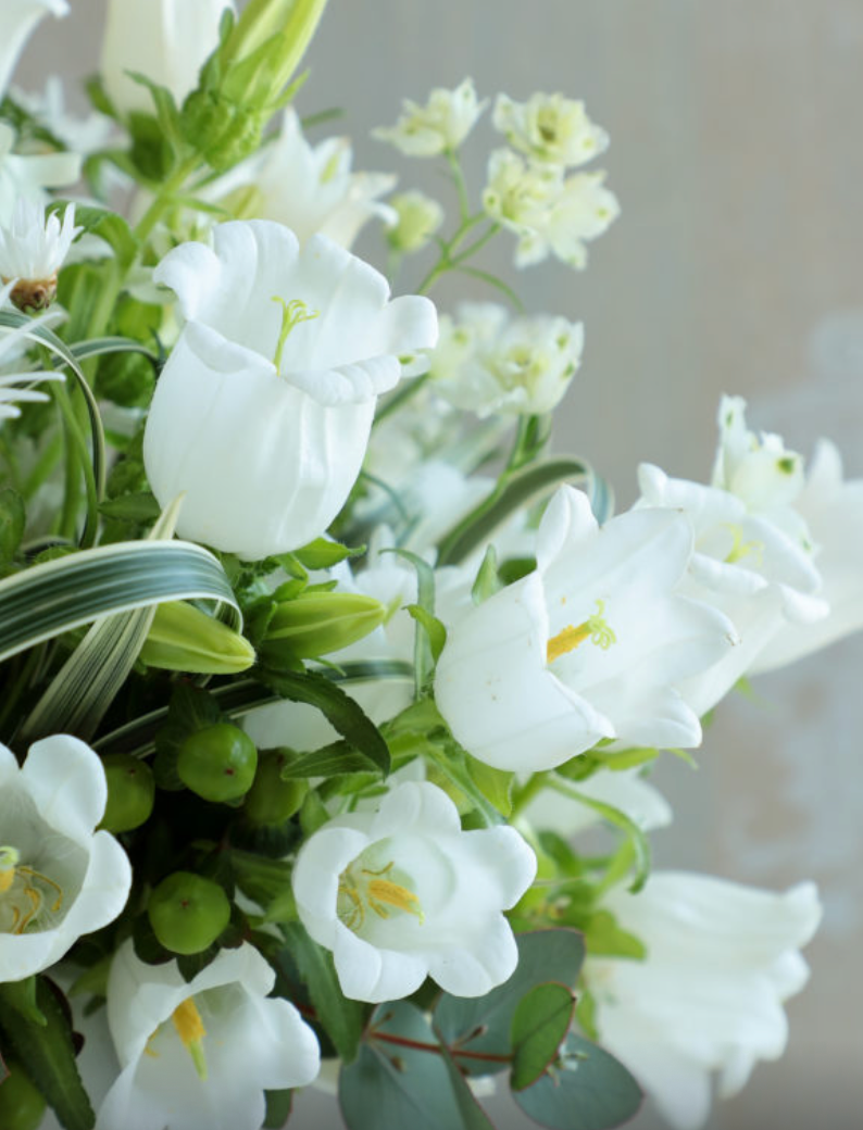 Campanula - Champion II White