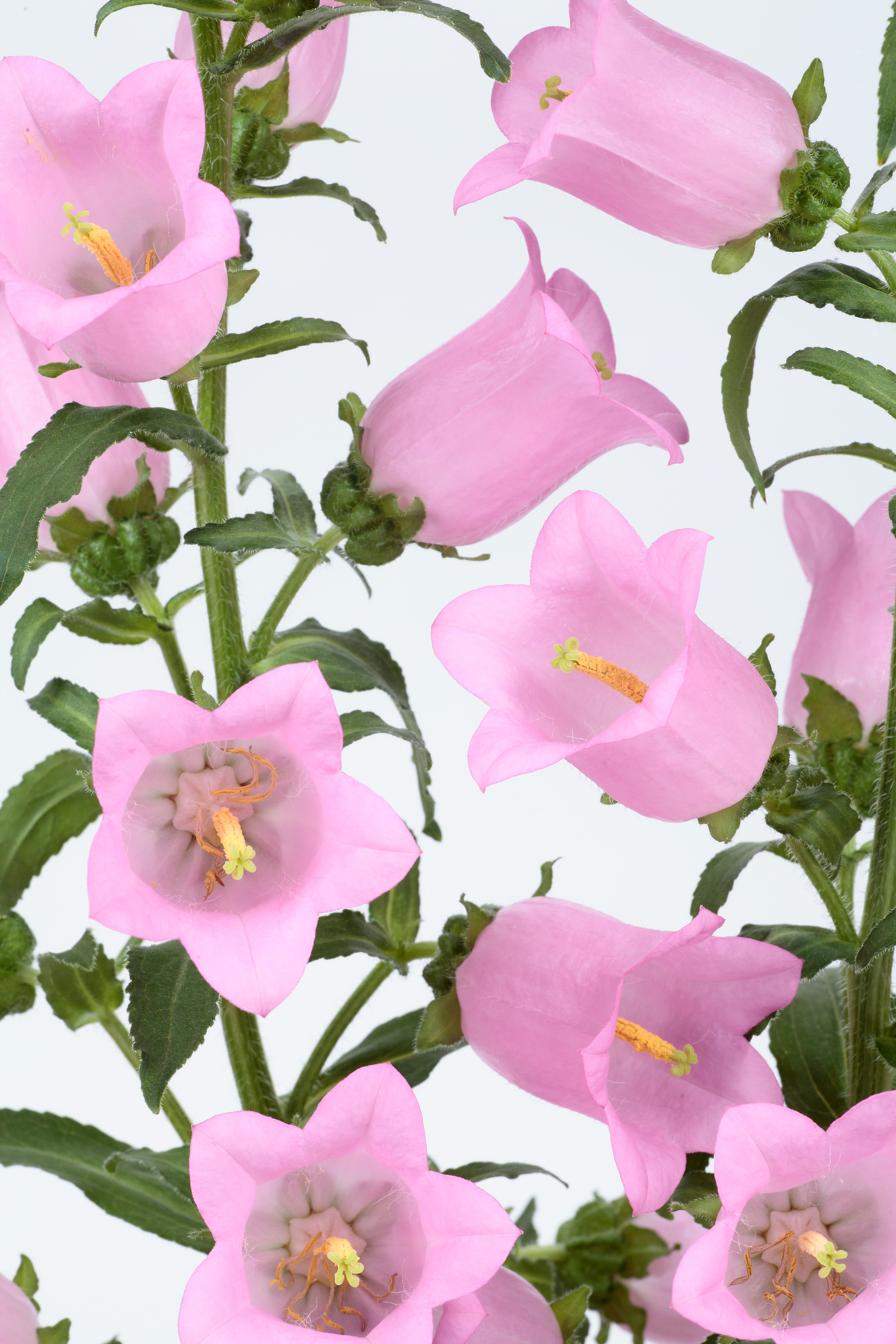 Campanula - Champion II Pink