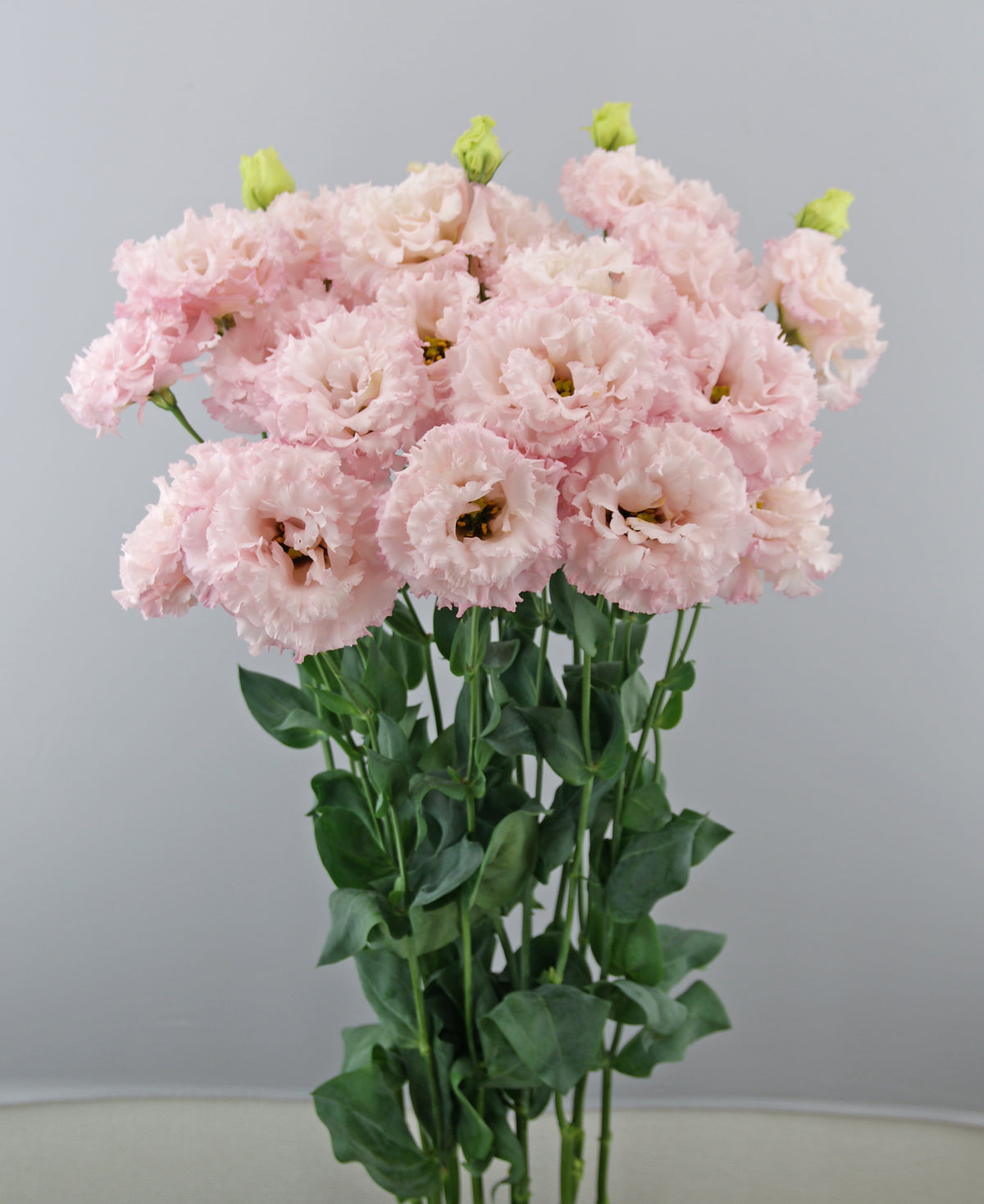Lisianthus - Celeb II Queen