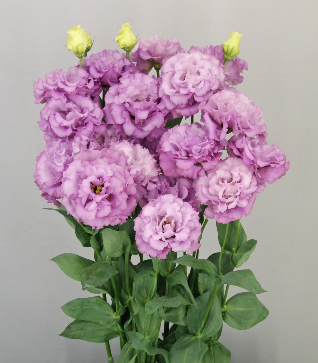 Lisianthus - Celeb II Grape