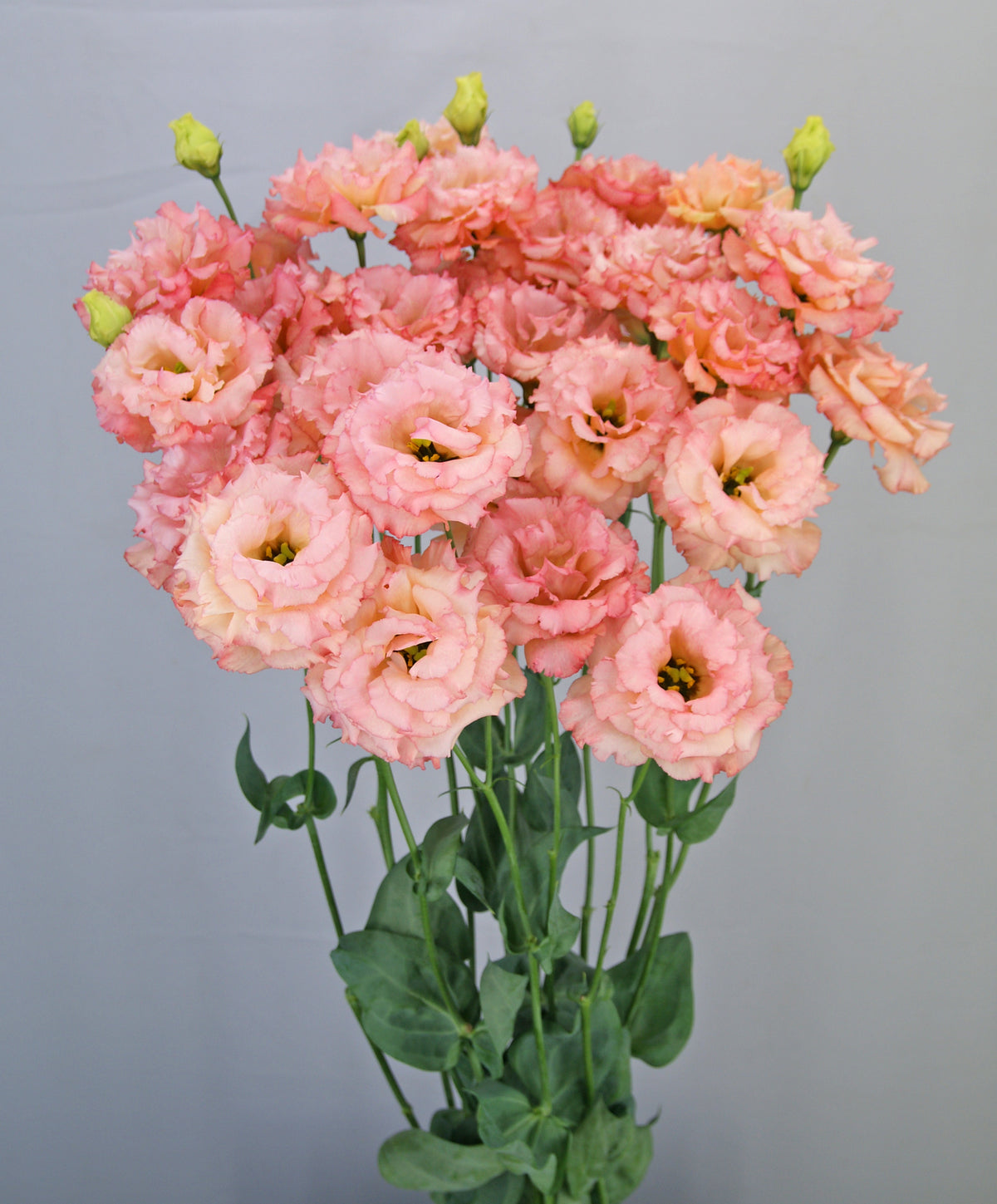 Lisianthus - Celeb II Honey Pink