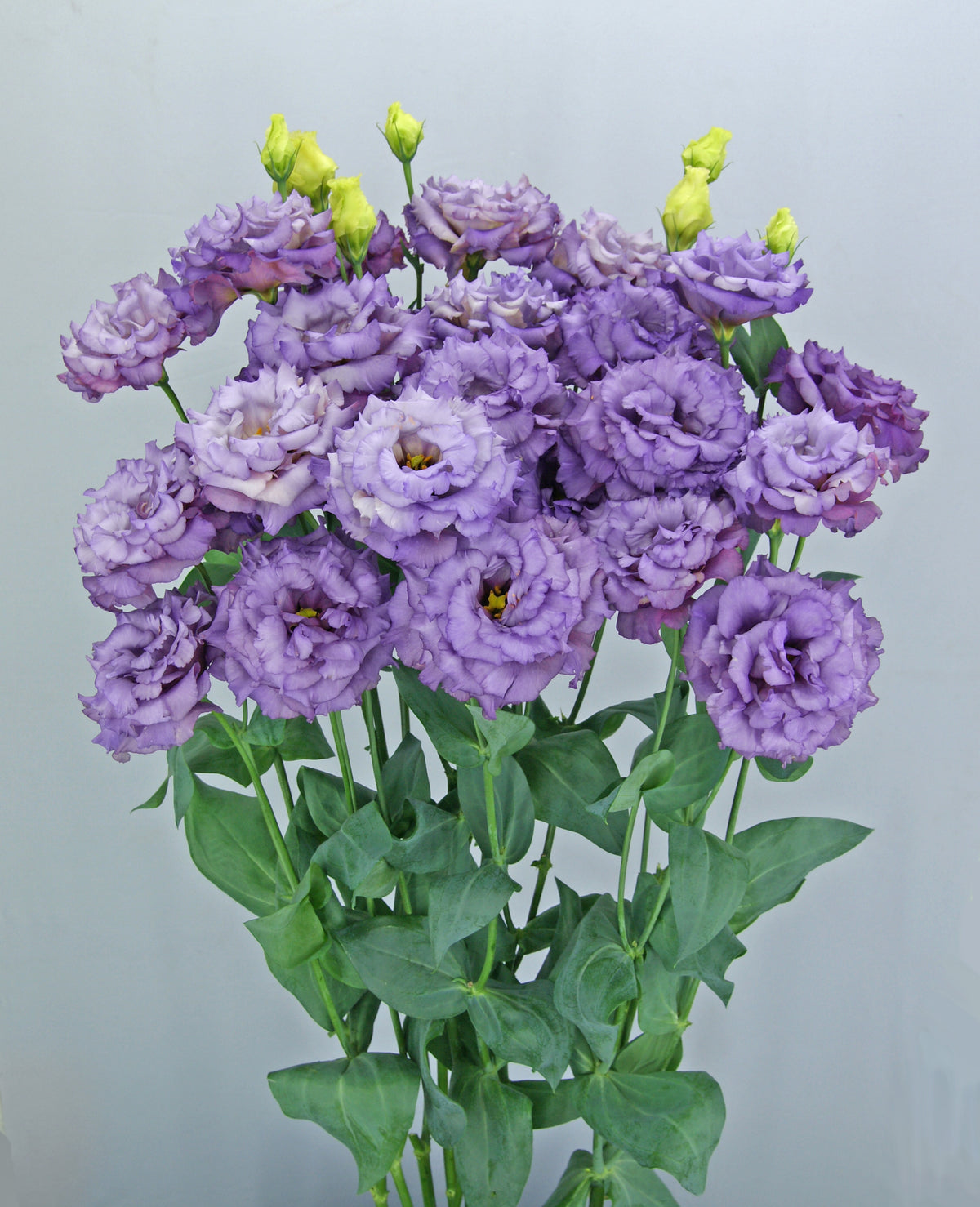 Lisianthus - Celeb II Metallic Blue