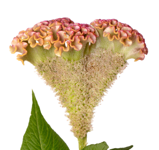 Celosia - Bar Bossa Champagne