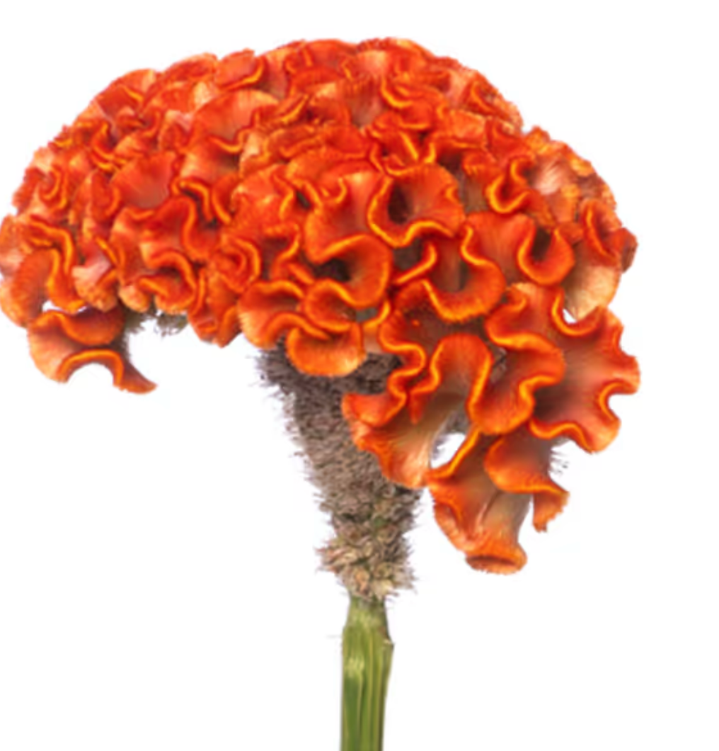 Celosia - Act Zara
