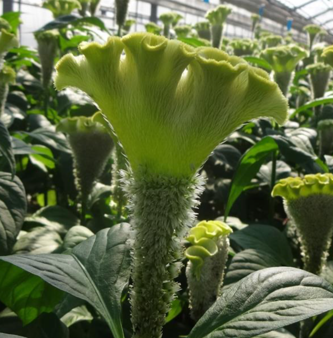 Celosia - Asuka Select Green