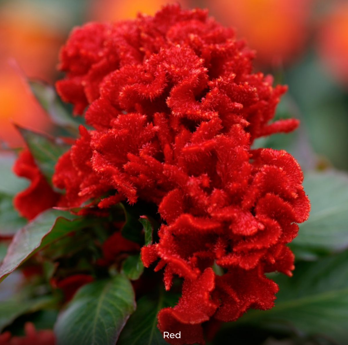 Celosia - Chief Red