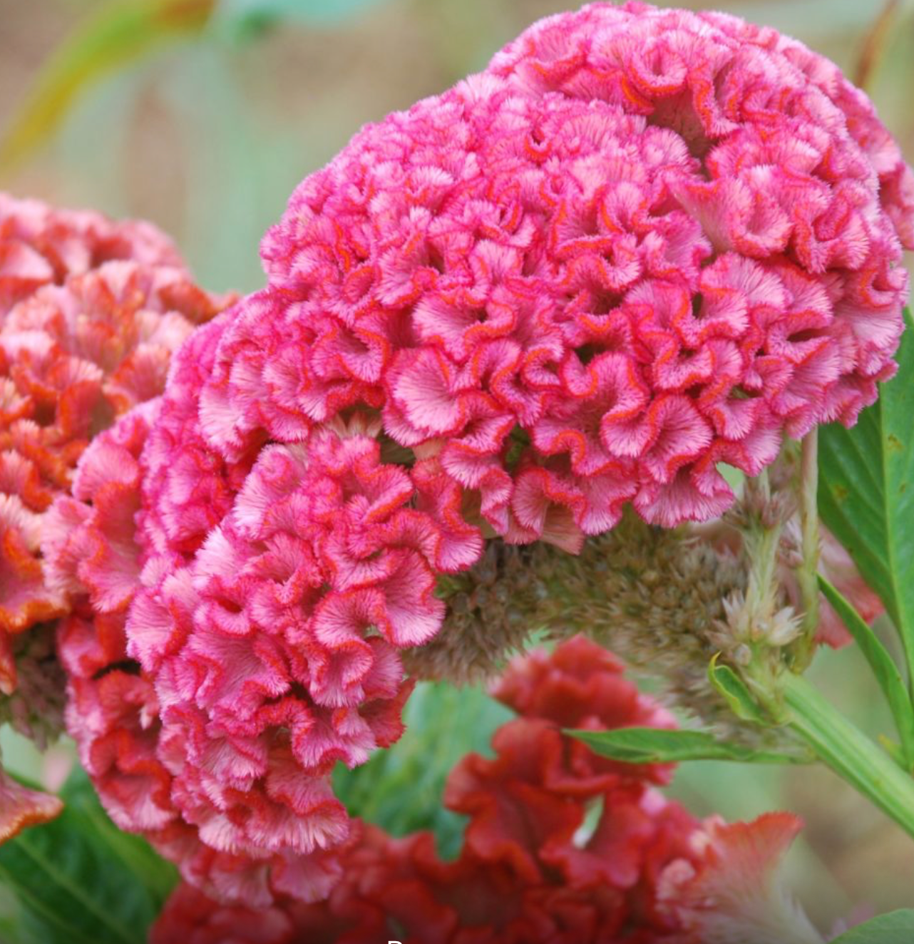 Celosia - Chief Rose
